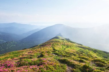 Rododendronlar dağlarda güzel bir yerde çiçek açarlar. Sis ve alçak bulutlar. Güneşli bir yaz gününde dağlarda çiçek açan rhododendronlar. Dramatik sıradışı sahne. Karpatlar, Ukrayna.