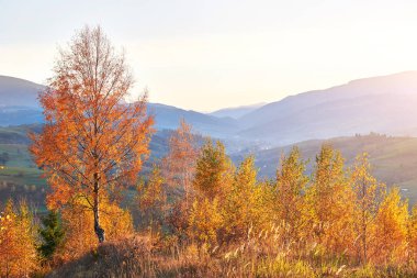 Sonbahar mevsimi boyunca güneşli bir öğleden sonra huş ağacı ormanı. Sonbahar manzarası. Mekan Karpatlar, Ukrayna, Avrupa. Güzellik dünyasını keşfedin.