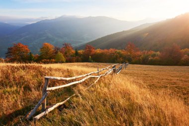 Sonbahar mevsimi boyunca güneşli bir öğleden sonra huş ağacı ormanı. Sonbahar manzarası. Ukrayna.