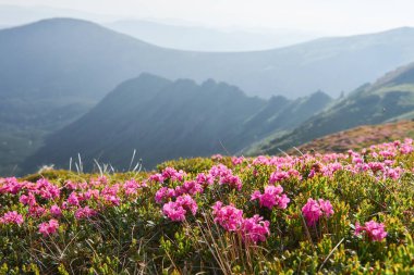 Rododendronlar dağlarda güzel bir yerde çiçek açarlar. Dağlarda çiçekler. Güneşli bir yaz gününde dağlarda çiçek açan rhododendronlar. Dramatik sıradışı sahne. Karpatlar, Ukrayna.