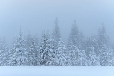 Sisin içinde donmuş kış ormanı. Doğadaki çam ağacı taze karla kaplı Karpatlar, Ukrayna.