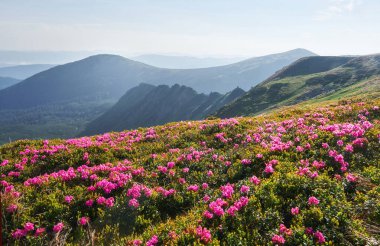 Rododendronlar dağlarda güzel bir yerde çiçek açarlar. Dağlarda çiçekler. Güneşli bir yaz gününde dağlarda çiçek açan rhododendronlar. Dramatik sıradışı sahne. Karpatlar, Ukrayna.