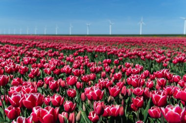 Hollanda 'da çok güzel laleler var. Hollanda