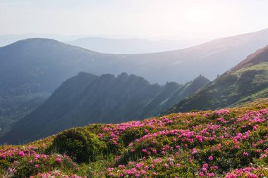 Rododendronlar dağlarda güzel bir yerde çiçek açarlar. Dağlarda çiçekler. Güneşli bir yaz gününde dağlarda çiçek açan rhododendronlar. Dramatik sıradışı sahne. Karpatlar, Ukrayna.
