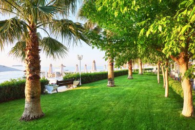 Yeşil palmiye park ve onların shadows çimenlerin üzerinde.