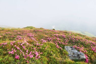 Rododendronlar dağlarda güzel bir yerde çiçek açarlar. Sis ve alçak bulutlar. Güneşli bir yaz gününde dağlarda çiçek açan rhododendronlar. Dramatik sıradışı sahne. Karpatlar, Ukrayna.