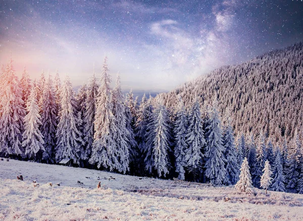 Yıldızlı Gökyüzü Kış Karlı Gecede New Year Eve Fantastik Samanyolu — Stok fotoğraf