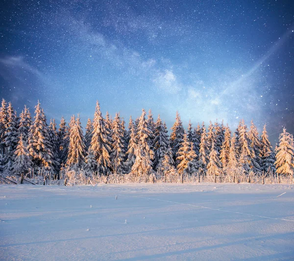魔法の冬の雪は木を覆った冬の風景 星や星雲や銀河との明るい夜空 深い空の天体写真 — ストック写真