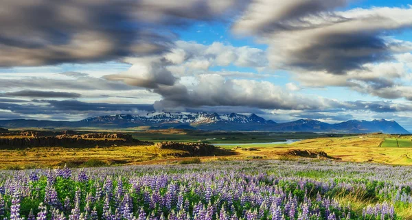 Ein Schöner Rasen Der Mit Lupinen Bedeckt Ist Dramatischer Himmel — Stockfoto