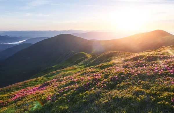 杜鹃在山上美丽的地方盛开 美丽的日落 夏日阳光明媚 群山中盛开的杜鹃 戏剧化的不寻常场面 乌克兰喀尔巴阡山 — 图库照片