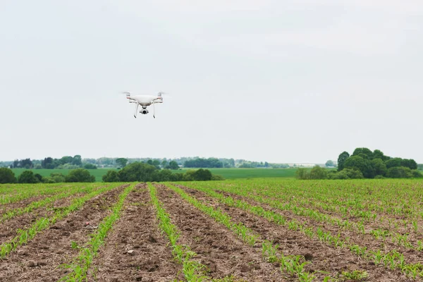 Drohnen Quad Copter Mit Hochauflösender Digitalkamera Auf Dem Grünen Maisfeld — Stockfoto