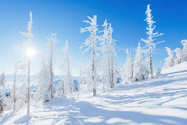 Misterioso Paisaje Invernal Majestuosas Montañas Invierno Árbol Mágico Cubierto Nieve —  Fotos de Stock