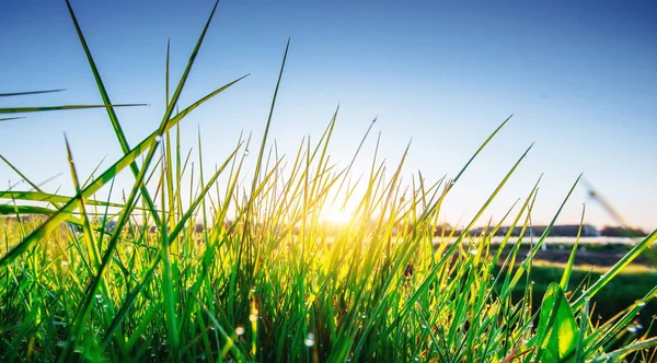 Gras Frisches Frühlingshaftes Grünes Gras Aus Nächster Nähe — Stockfoto