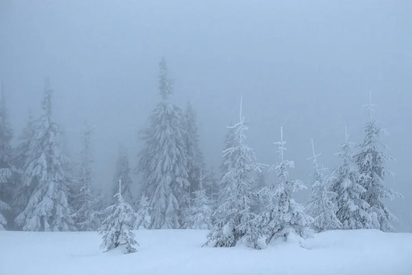 Zmrzlý Zimní Les Mlze Borovice Přírodě Pokryté Čerstvým Sněhem Karpat — Stock fotografie