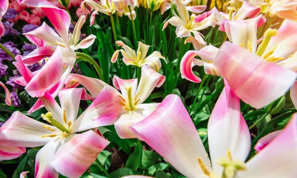 Groepeer Roze Tulpen Tegen Lucht Voorjaarslandschap Nederland — Stockfoto