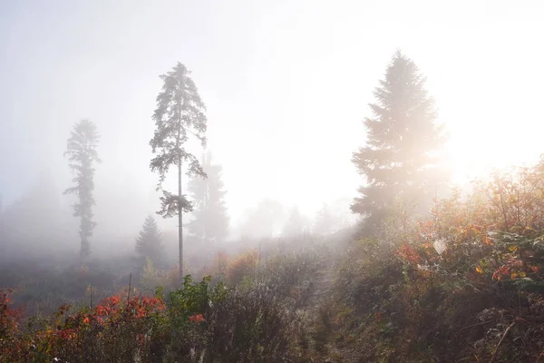 Brouillard Matinal Glisse Avec Des Chutes Sur Forêt Montagne Automne — Photo