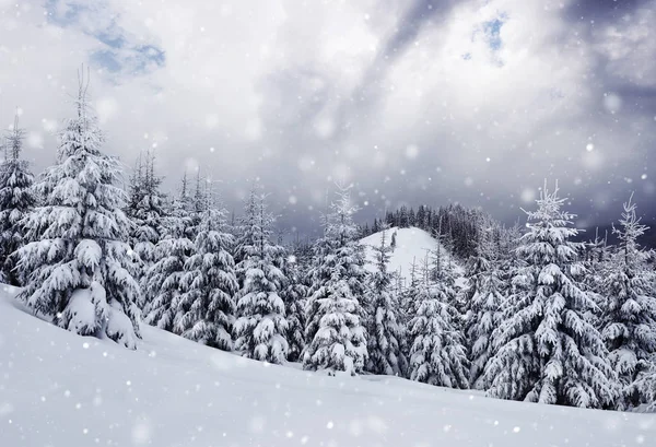 冬季景观树木和篱笆在霜冻中 背景有一些柔和的亮点和雪花 多云的一天 喀尔巴阡山 下雪了 乌克兰 — 图库照片