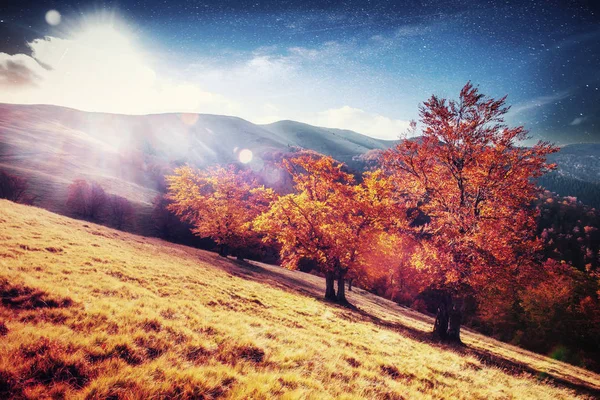 Březový Les Slunečném Odpoledni Během Podzimní Sezóny Podzimní Krajina Ukrajina — Stock fotografie