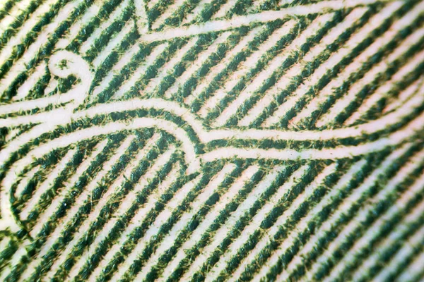 Eua Dinheiro Sob Microscópio Parcialmente Fora Foco Ponto Foco Centro — Fotografia de Stock