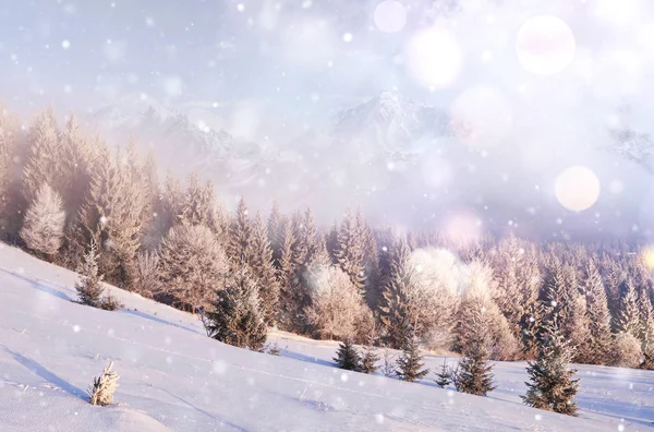 Zimowe Drzewa Krajobrazowe Płot Mrozie Tło Miękkimi Pasemkami Płatkami Śniegu — Zdjęcie stockowe