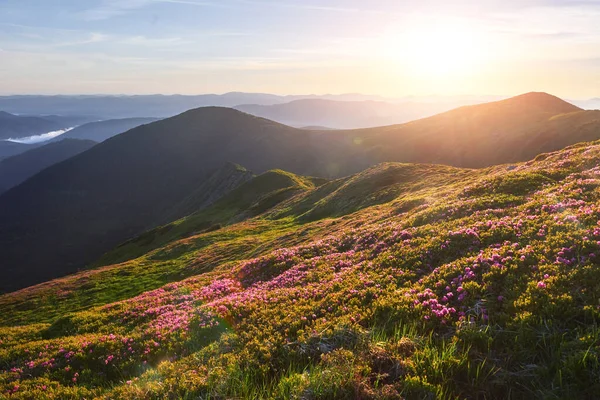 杜鹃在山上美丽的地方盛开 美丽的日落 夏日阳光明媚 群山中盛开的杜鹃 戏剧化的不寻常场面 乌克兰喀尔巴阡山 — 图库照片