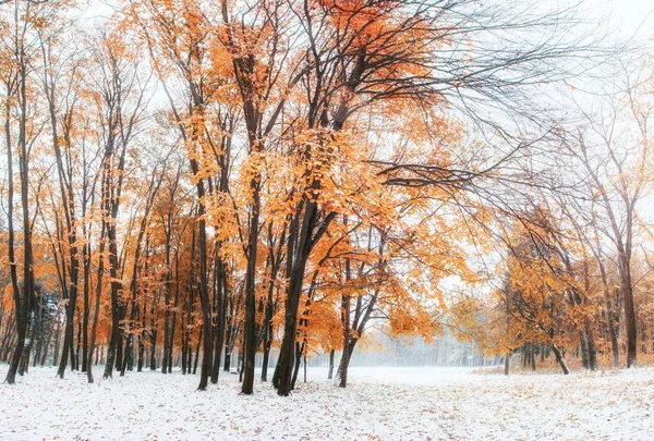 Oktober Bergbuchenwald Mit Erstem Winterschnee — Stockfoto