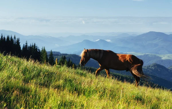 Stádo Koní Horách Fantastické Letní Slunečný Den — Stock fotografie