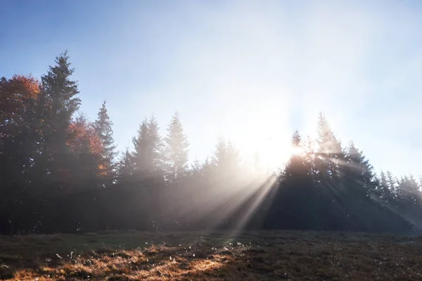 Beau Brouillard Matinal Rayons Soleil Dans Pinède Automne — Photo