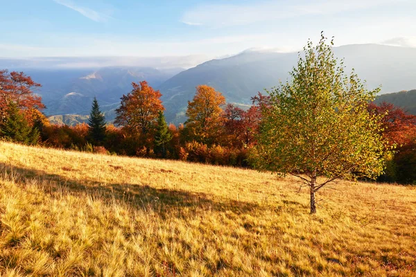 Highland Roślinność Latem Skromne Kwitnie Niezwykle Piękne Kolory Jesieni Przed — Zdjęcie stockowe