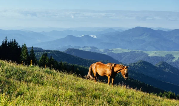 Herd Horses Mountains Fantastic Sunny Summer Day — Stock Photo, Image