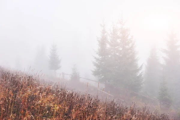Brouillard Matinal Glisse Avec Des Chutes Sur Forêt Montagne Automne — Photo