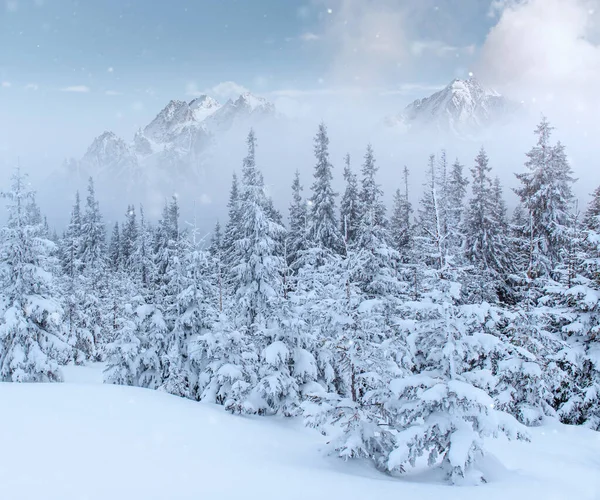 冬の神秘的な冬景色雄大な山々 魔法の冬の雪には ツリーが覆われています グリーティング カード ピンぼけ光効果 ソフト フィルター カルパティア ウクライナ — ストック写真