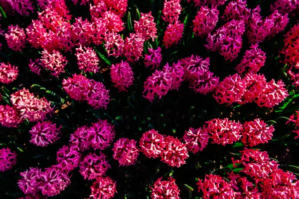 春天花坛上的奇花异草 粉红透明质体 — 图库照片