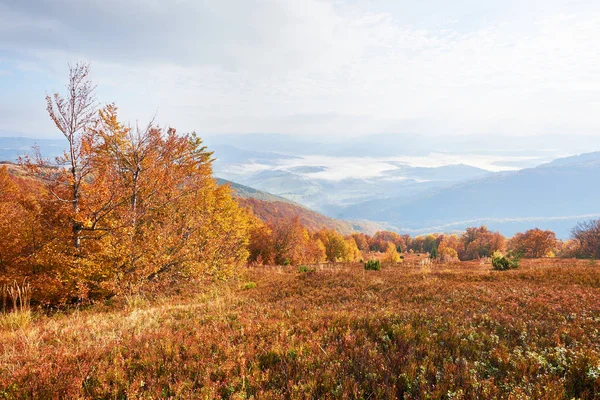 Highland Vegetatie Bescheiden Zomer Ongewoon Prachtige Kleuren Bloemen Herfst Voor — Stockfoto