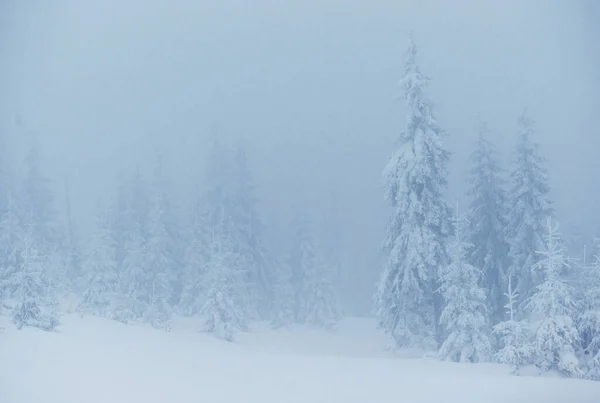 Bevroren Winterbos Mist Dennenboom Natuur Bedekt Met Verse Sneeuw Karpaten — Stockfoto