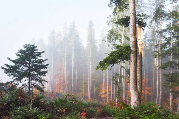 Belle Matinée Dans Forêt Brumeuse Automne Avec Des Arbres Colorés — Photo