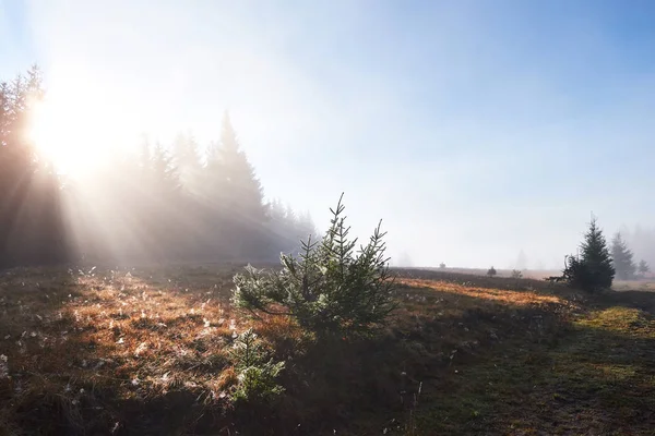 Beau Brouillard Matinal Rayons Soleil Dans Pinède Automne — Photo