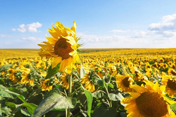 Zonnebloemenveld Boven Bewolkte Blauwe Lucht Felle Zonnelampen — Stockfoto