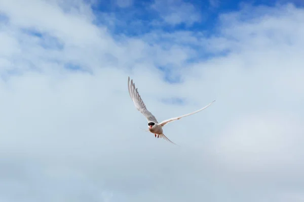 Крячок Полярний Білому Тлі Синій Хмари — стокове фото