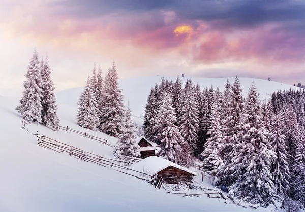 雪山高处舒适的木棚屋 背景上的松树很大 被遗弃的Kolyba牧羊人 多云的一天 喀尔巴阡山 下雪了 乌克兰 — 图库照片