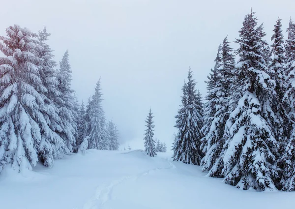 Misterioso Paisaje Invernal Majestuosas Montañas Invierno Árbol Mágico Cubierto Nieve —  Fotos de Stock