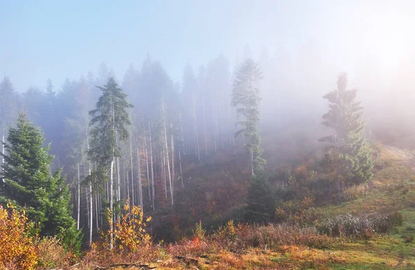 Krásné Ráno Mlhavém Podzimním Lese Majestátními Barevnými Stromy — Stock fotografie