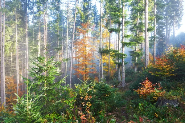 Belle Matinée Dans Forêt Brumeuse Automne Avec Des Arbres Colorés — Photo