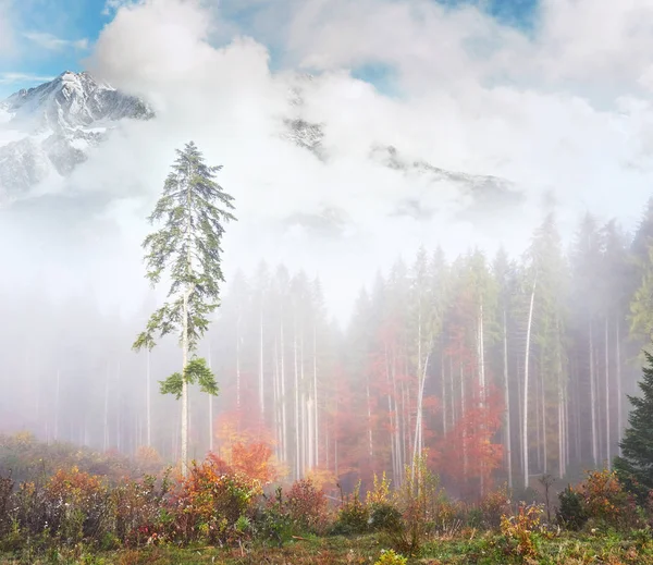 Morning Fog Creeps Scraps Autumn Mountain Forest Covered Gold Leaves — Stock Photo, Image