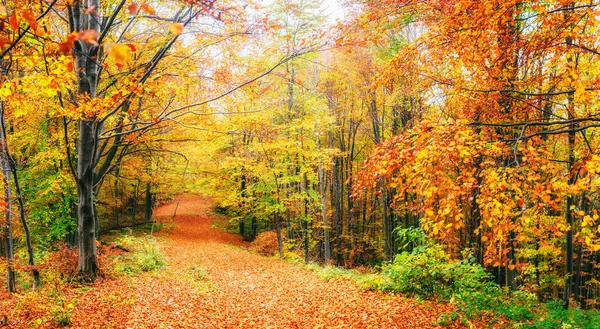 Όμορφη Θέα Του Δάσους Μια Ηλιόλουστη Μέρα Φθινοπωρινό Τοπίο Καρπάθια — Φωτογραφία Αρχείου