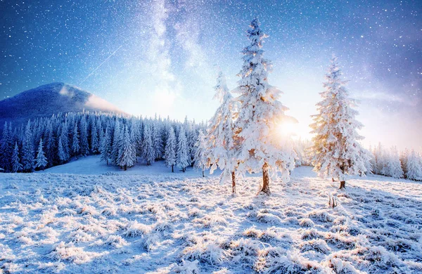 Momento Mágico Árvores Cobertas Neve Paisagem Inverno Céu Noturno Vibrante — Fotografia de Stock