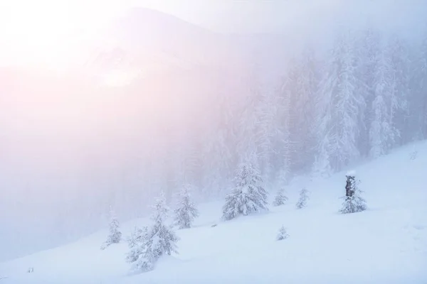 Mysterious Winter Landscape Majestic Mountains Winter Nice Thick Fog Magical — Stock Photo, Image
