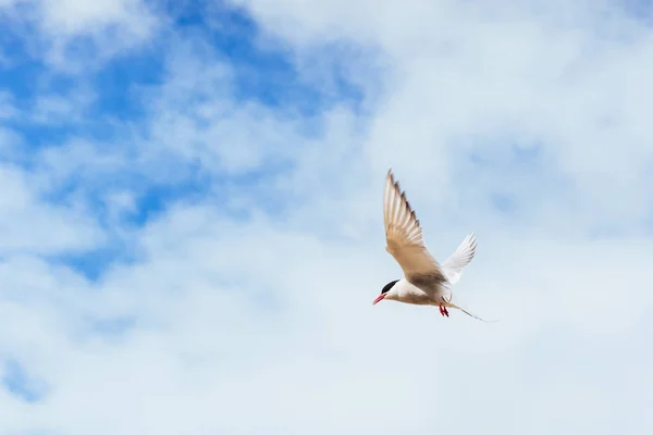 Hermoso Tern Polar Sobre Fondo Hermoso Cielo Azul Con Nubes —  Fotos de Stock