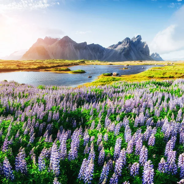 Het Schilderachtige Landschap Van Bossen Bergen Van Ijsland Wilde Blauwe — Stockfoto