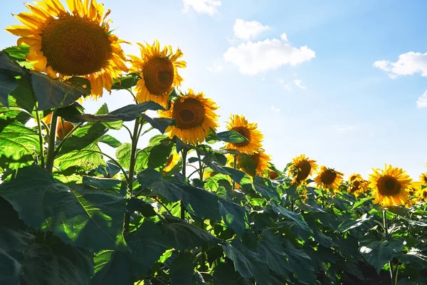 Zonnebloemenveld Boven Bewolkte Blauwe Lucht Felle Zonnelampen — Stockfoto